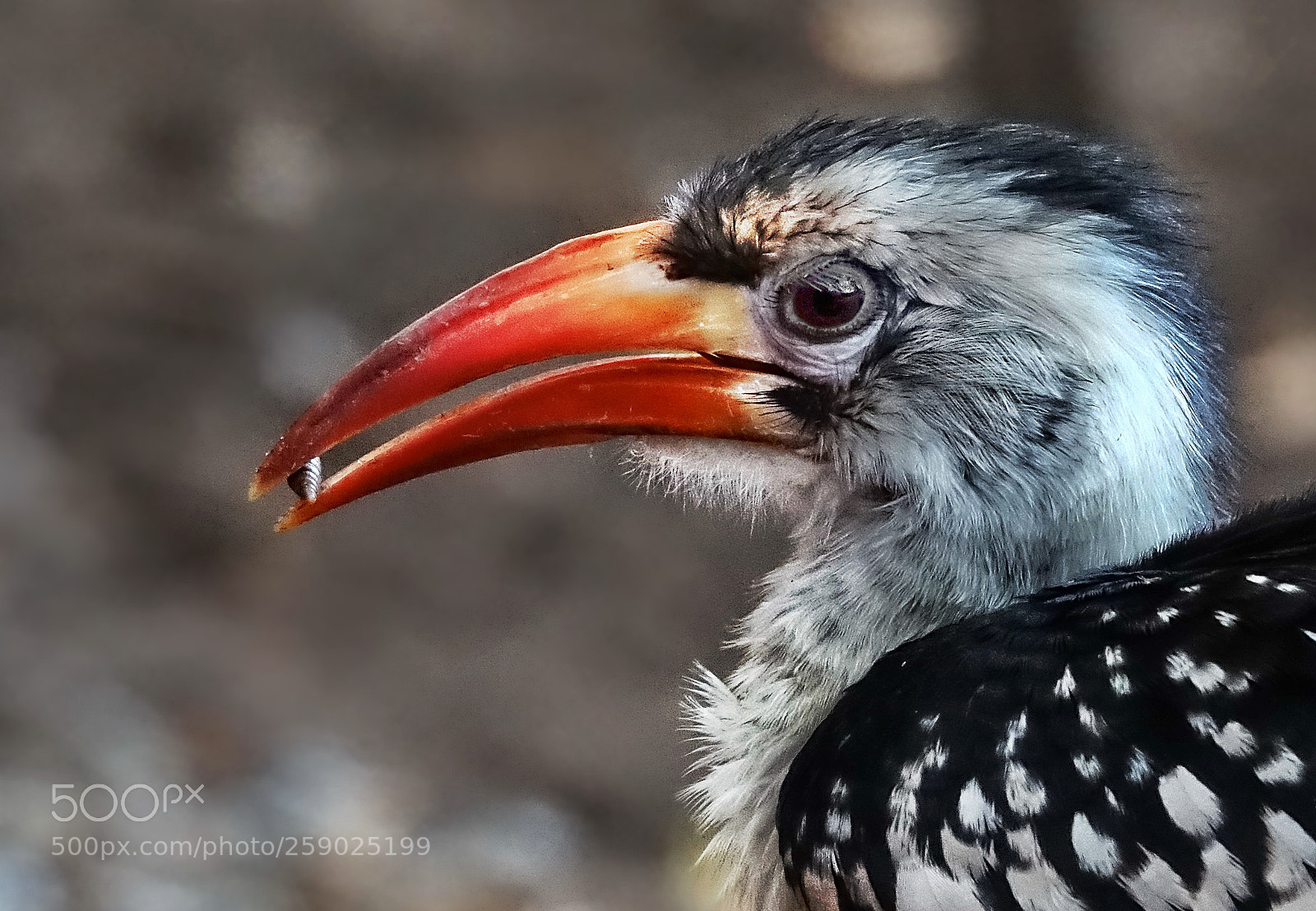 Sony Cyber-shot DSC-RX10 III sample photo. Nashornvogel photography