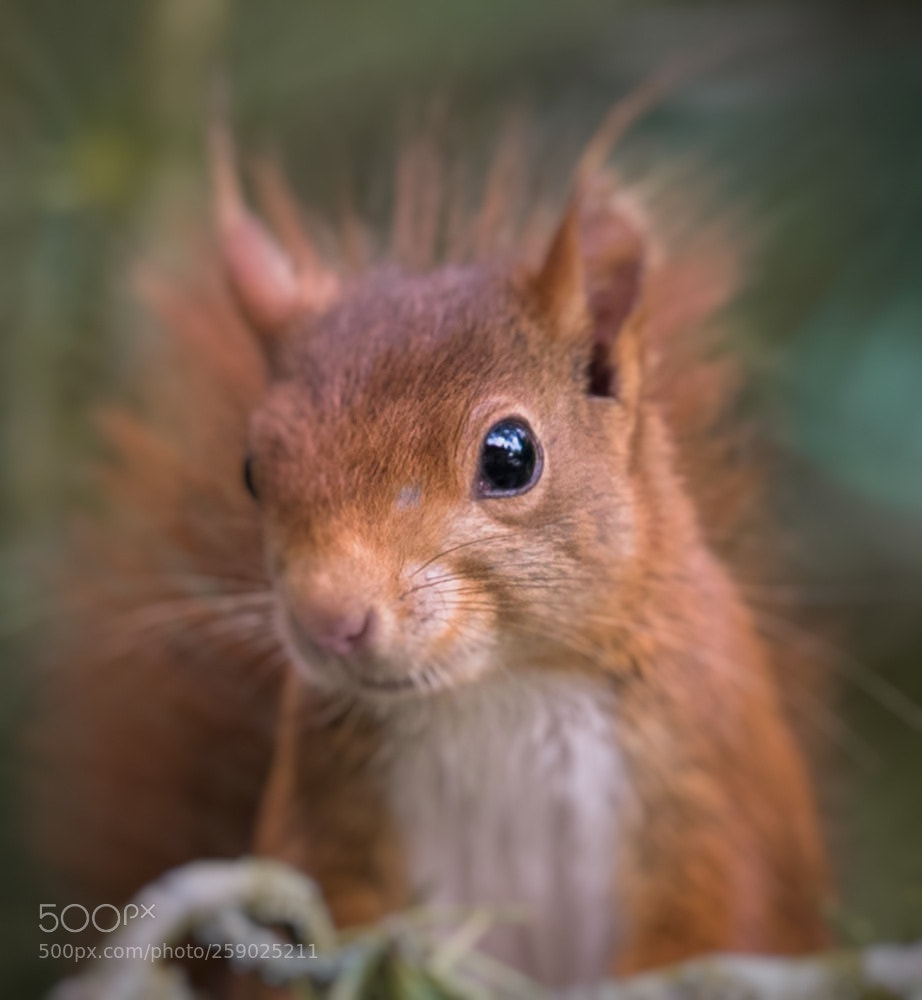 Nikon D750 sample photo. Écureuil roux photography