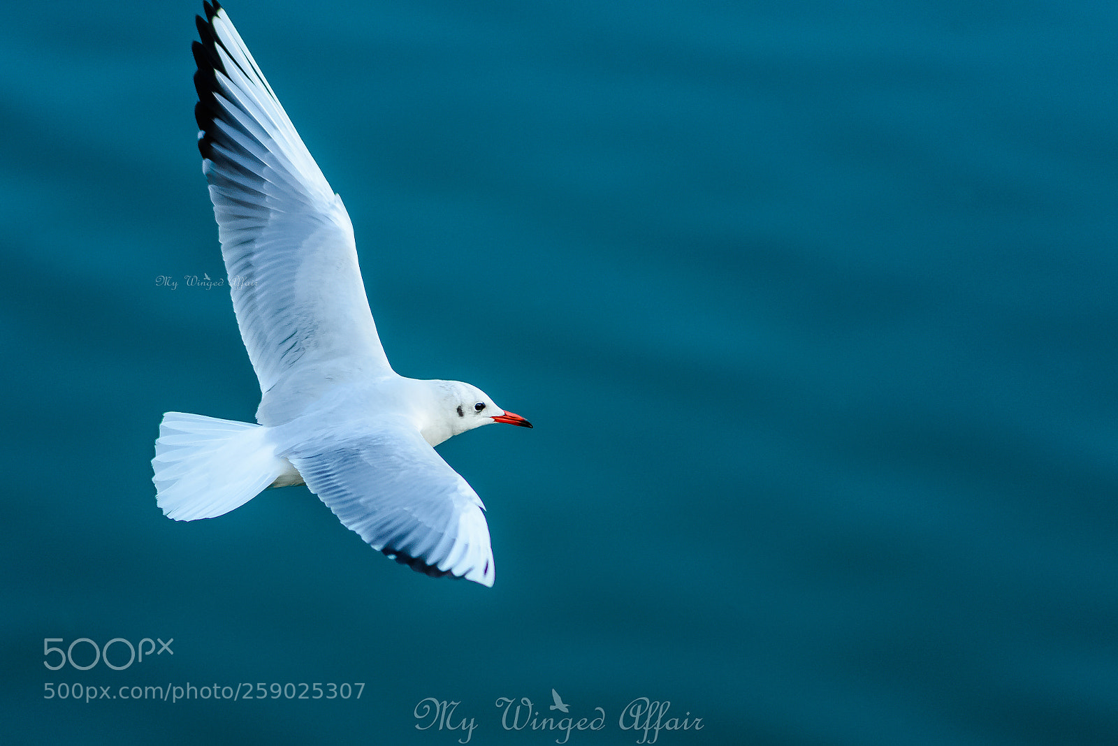 Nikon D610 sample photo. Flight of a seagull photography