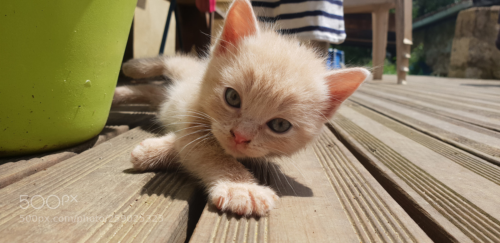 Samsung Galaxy S9 sample photo. Cute cat photography
