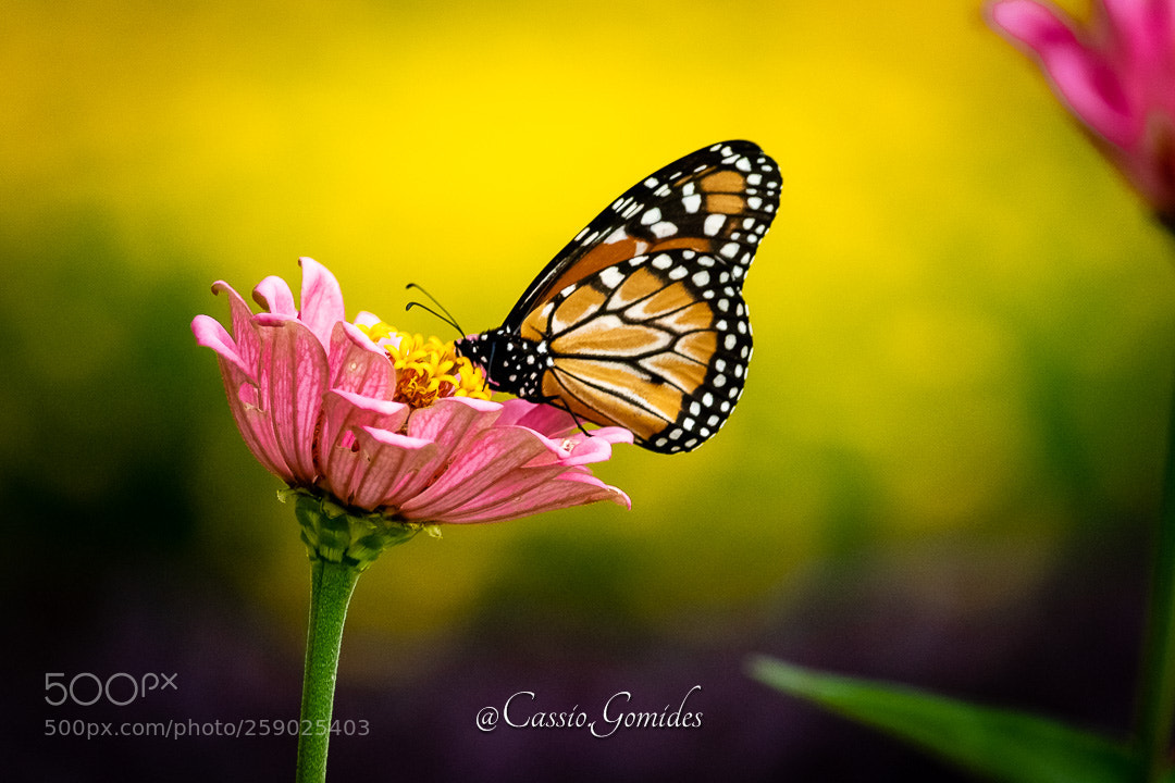 Canon EOS 7D Mark II sample photo. Monarca photography