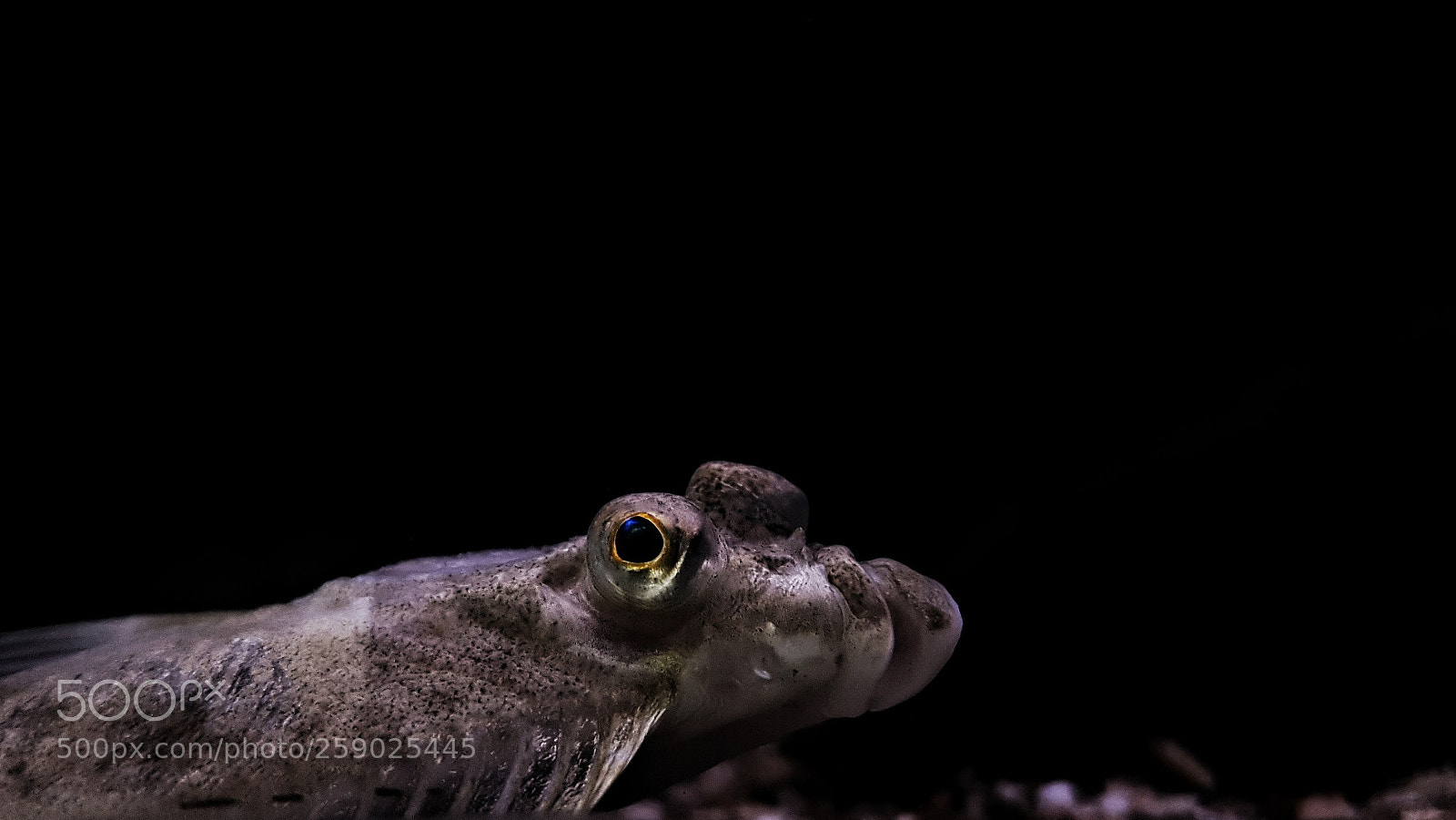 Samsung Galaxy S7 Edge sample photo. Fish photography