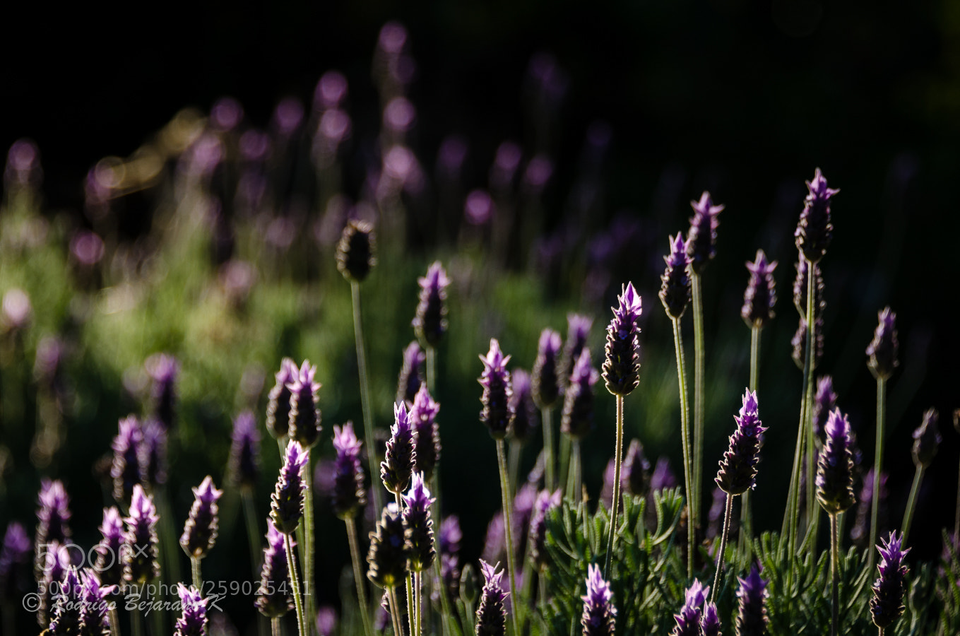 Nikon D7000 sample photo. Lavender photography