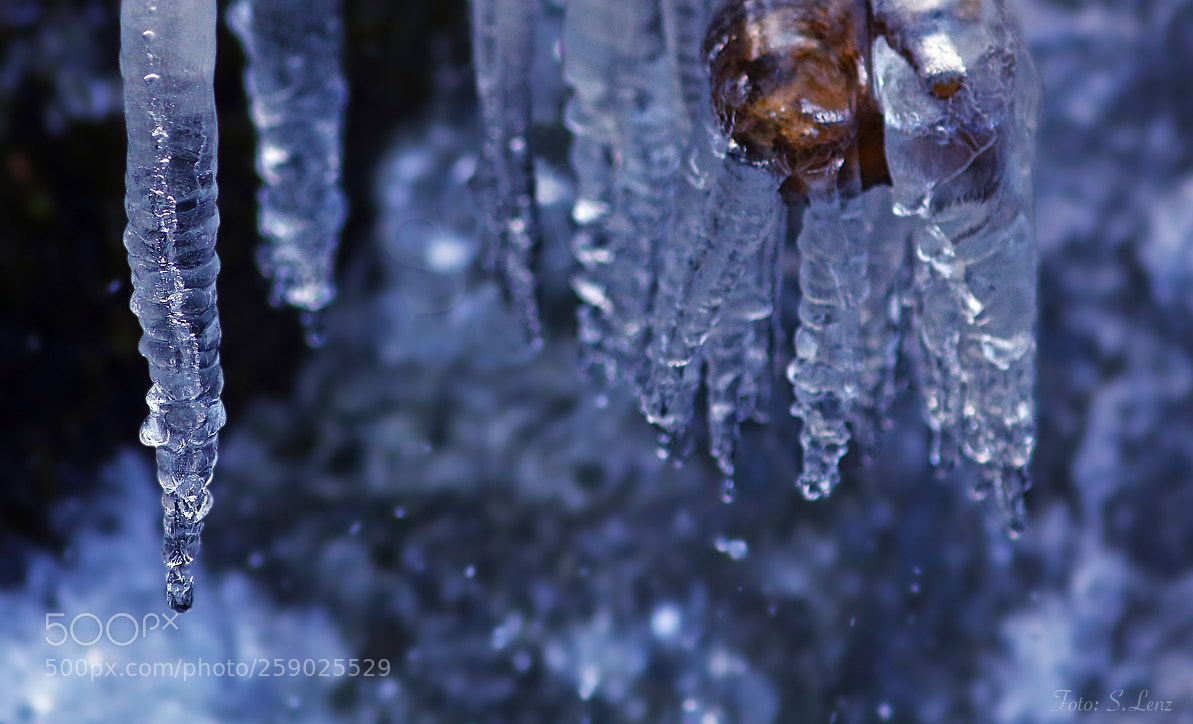 Canon EOS 650D (EOS Rebel T4i / EOS Kiss X6i) sample photo. Cold but beautiful little photography