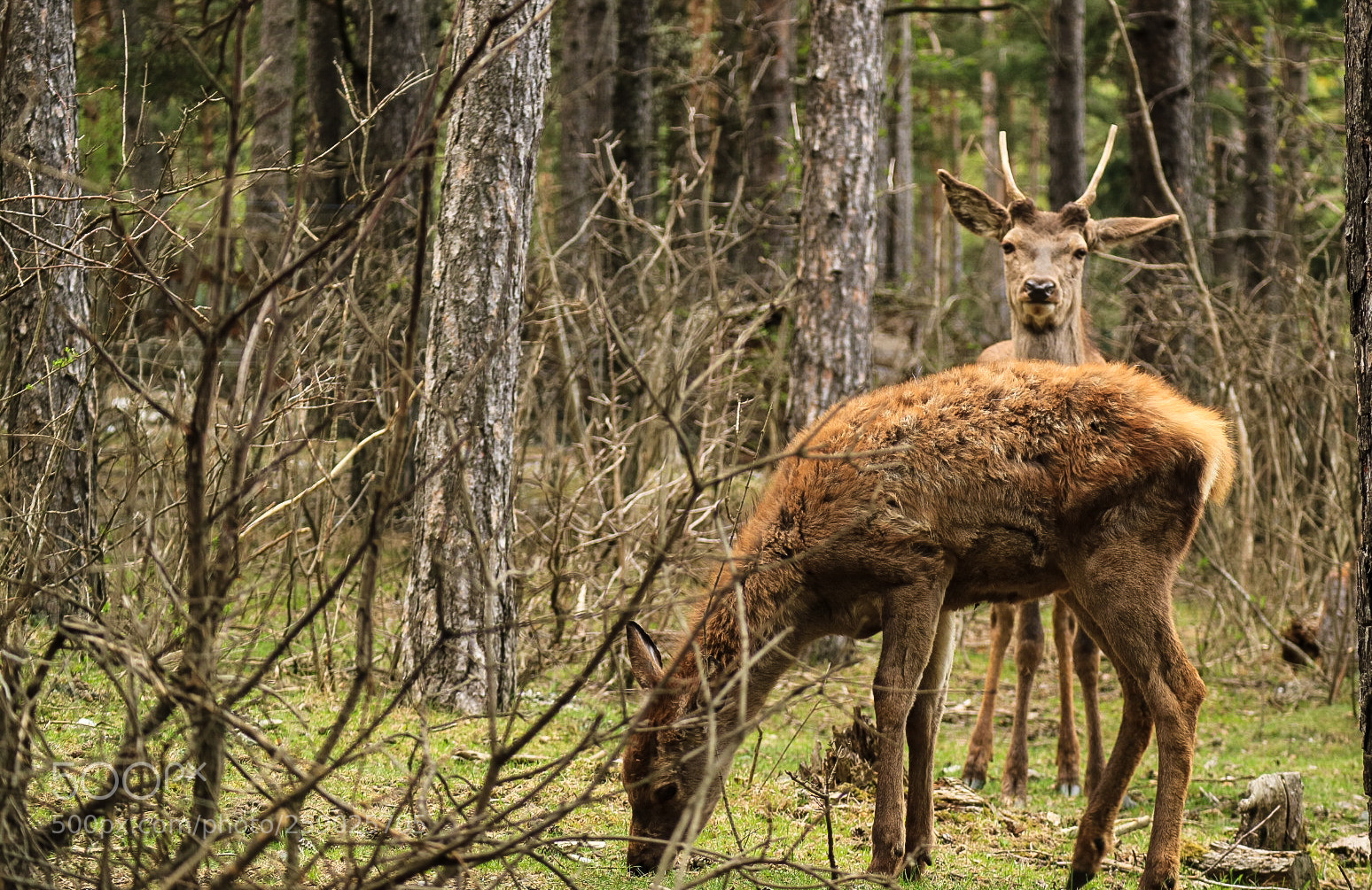Canon EOS M3 sample photo. Deer beauty photography
