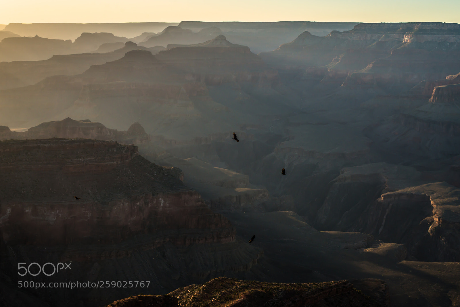 Nikon D800 sample photo. Flying between cannons photography