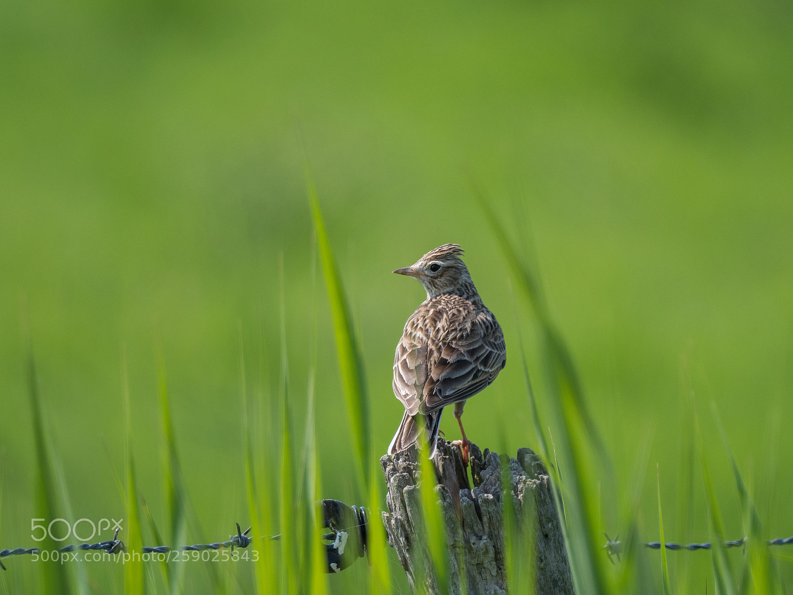 Olympus OM-D E-M1 Mark II sample photo. Tufted lark photography