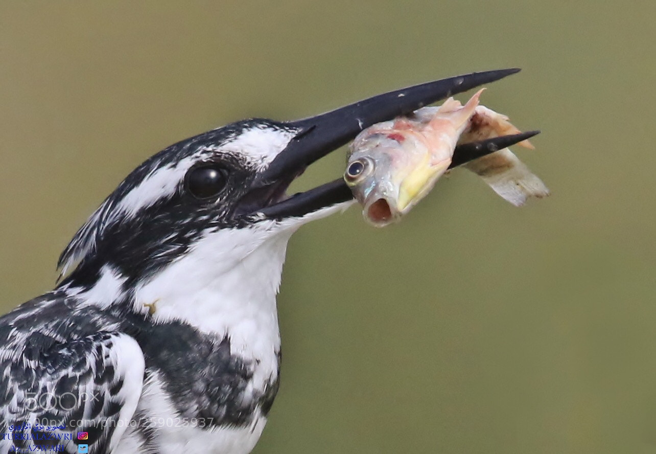 Canon EOS 7D Mark II sample photo. Pied kingfisher  photography