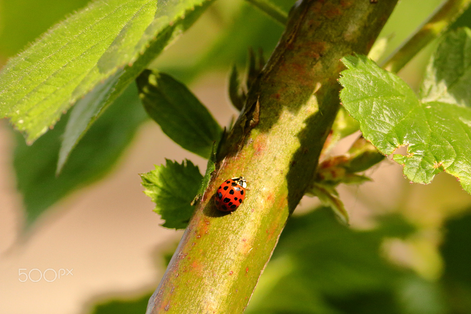 Canon EF-S 55-250mm F4-5.6 IS II sample photo. The shiny ladybug photography