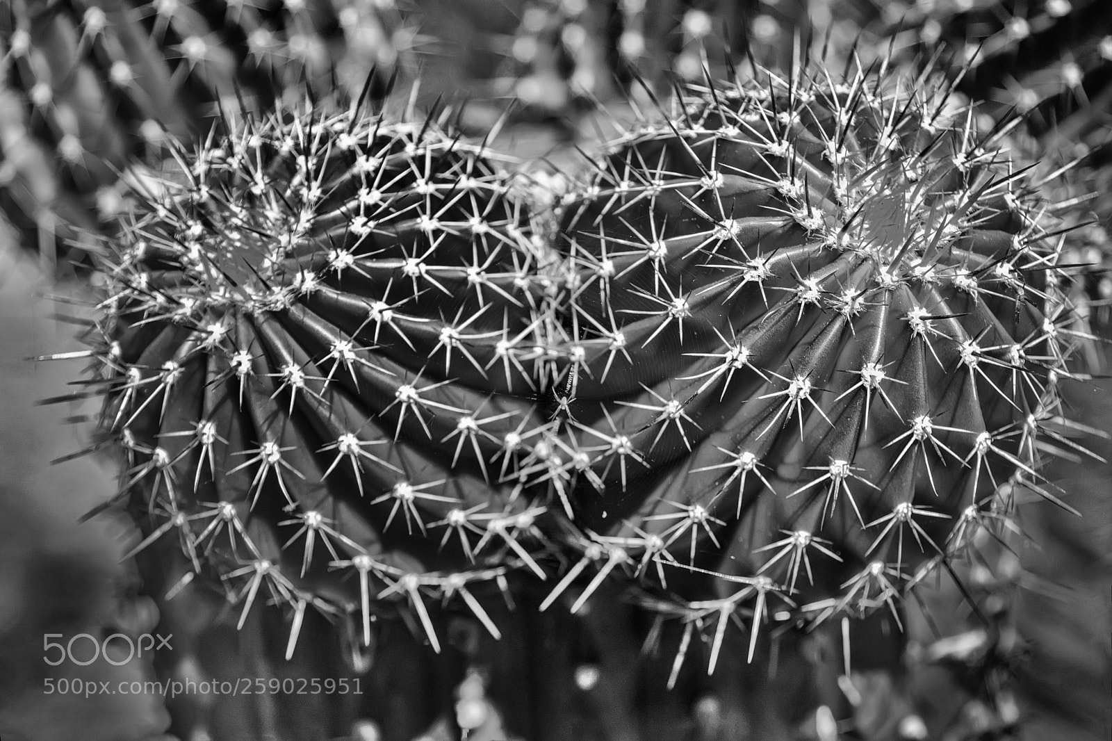 Sony a6500 sample photo. Cactus simetry photography