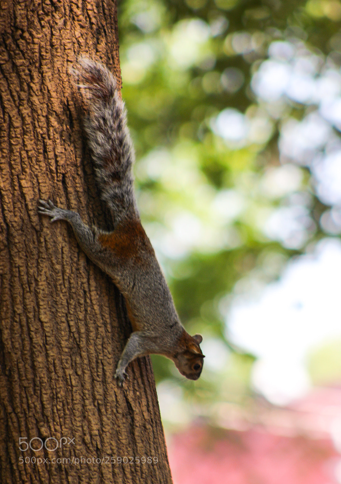 Canon EOS 1200D (EOS Rebel T5 / EOS Kiss X70 / EOS Hi) sample photo. Squirrel photography