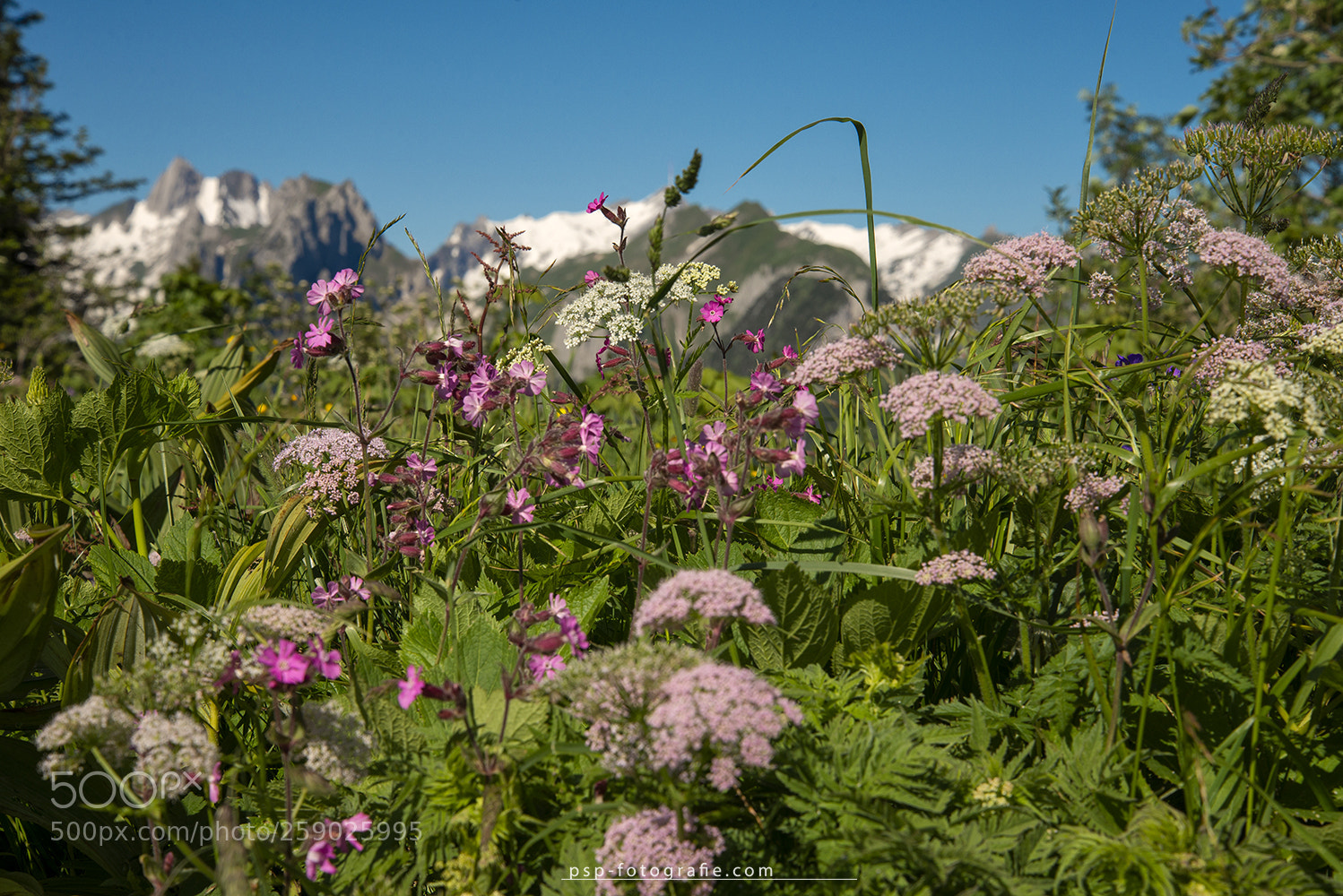 Nikon D600 sample photo. ... spring ... photography