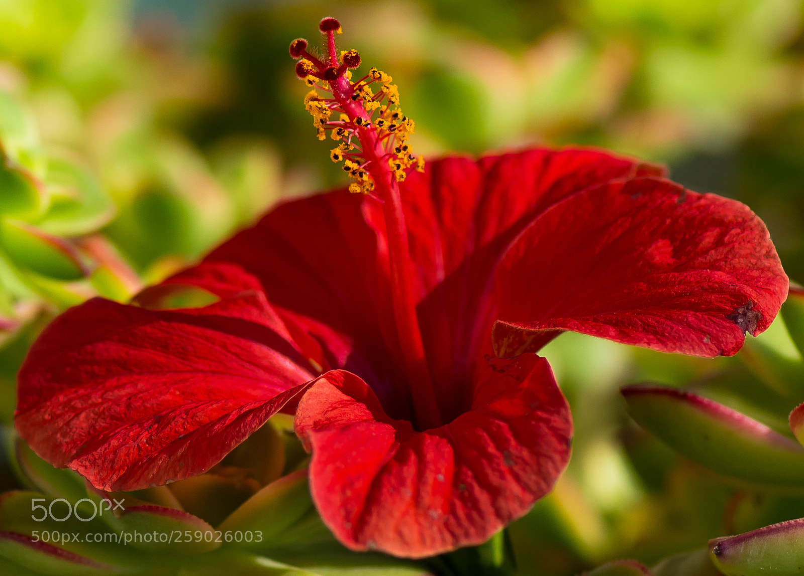 Nikon D610 sample photo. Flower photography