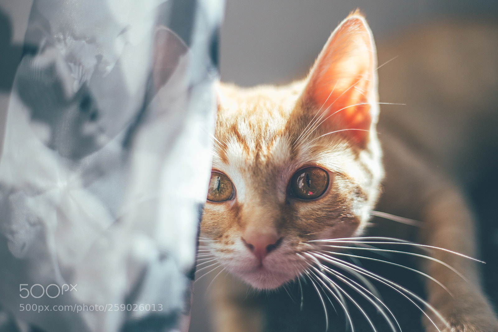 Canon EOS 6D sample photo. Untitled photography
