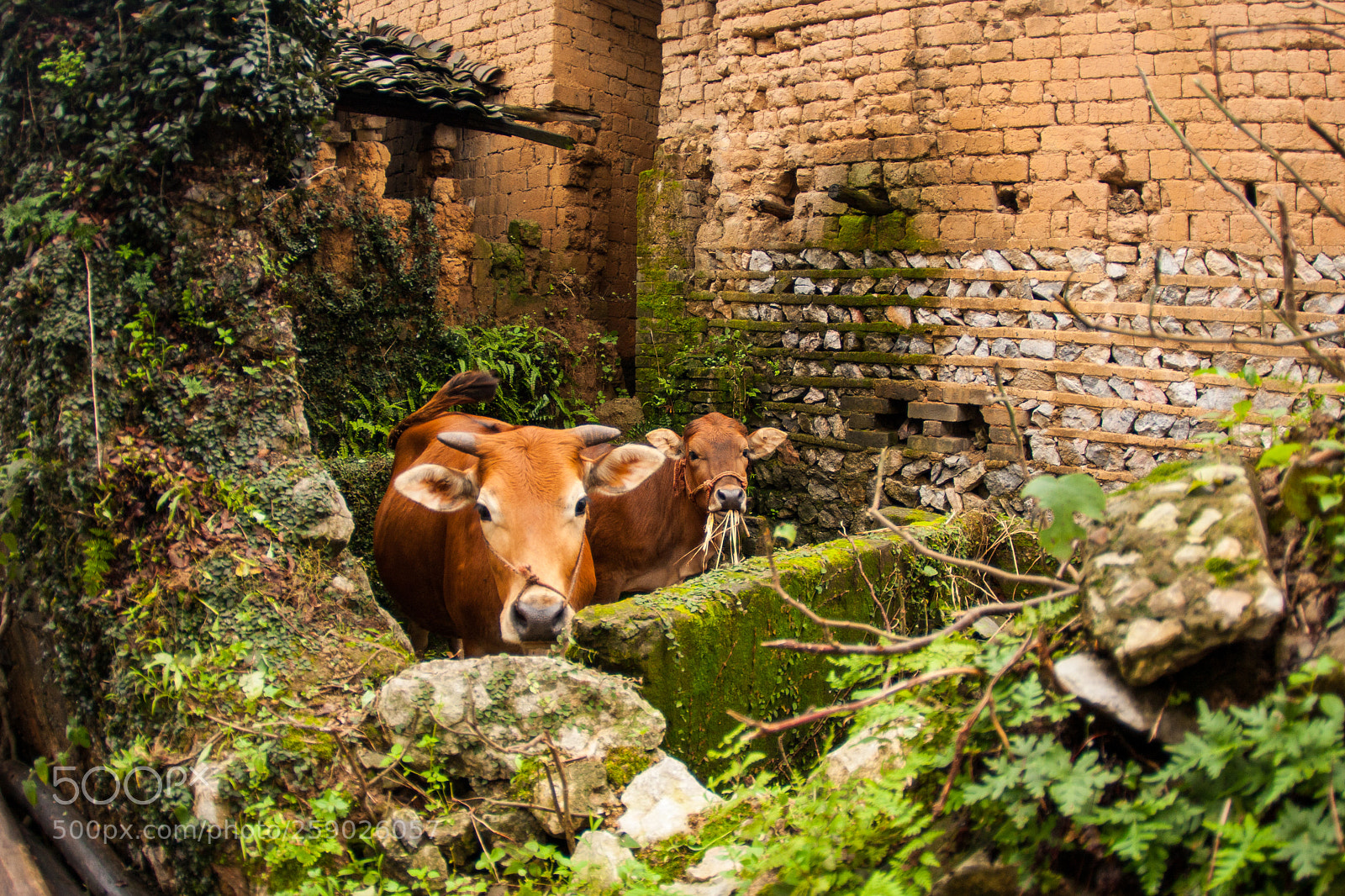 Canon EOS 40D sample photo. Cowpen, yangshuo photography