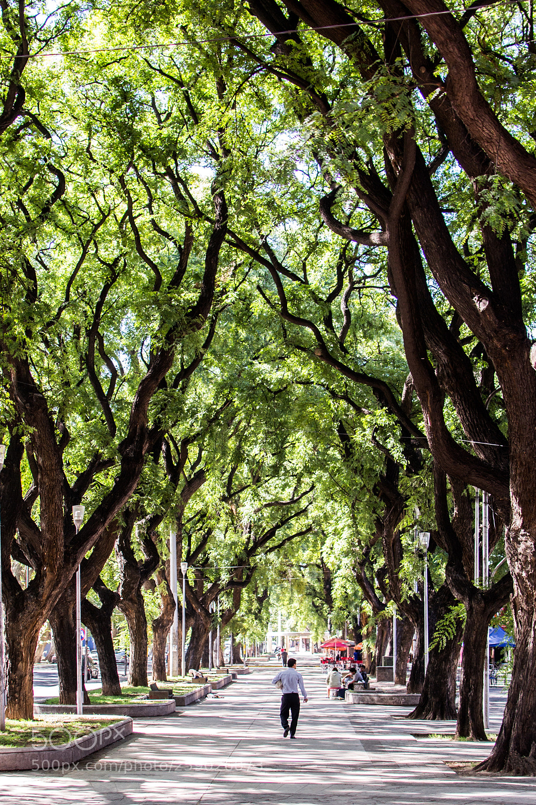 Nikon D3100 sample photo. Green tunnel photography