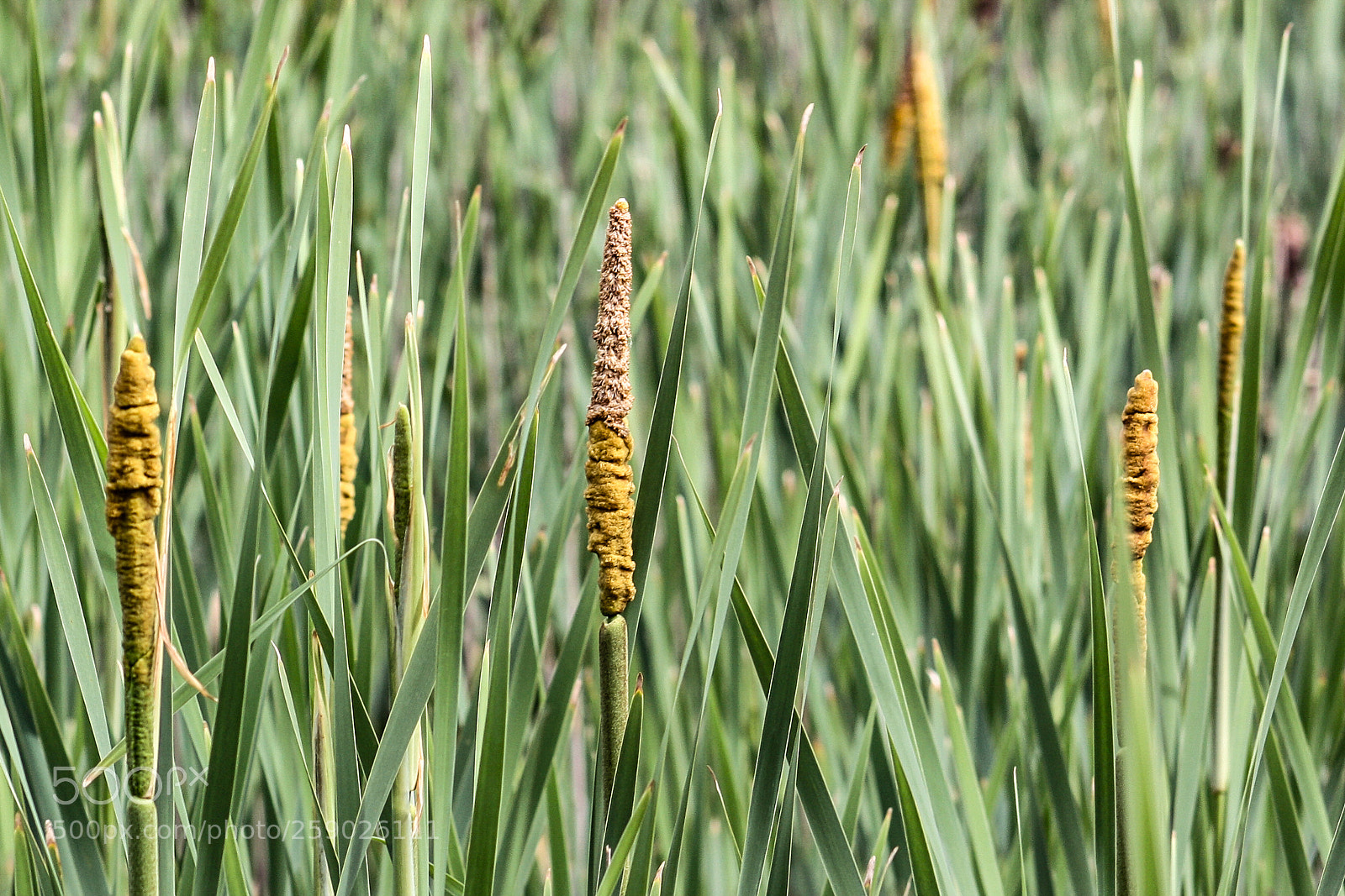 Canon EOS 450D (EOS Rebel XSi / EOS Kiss X2) sample photo. Nature's temple candles photography