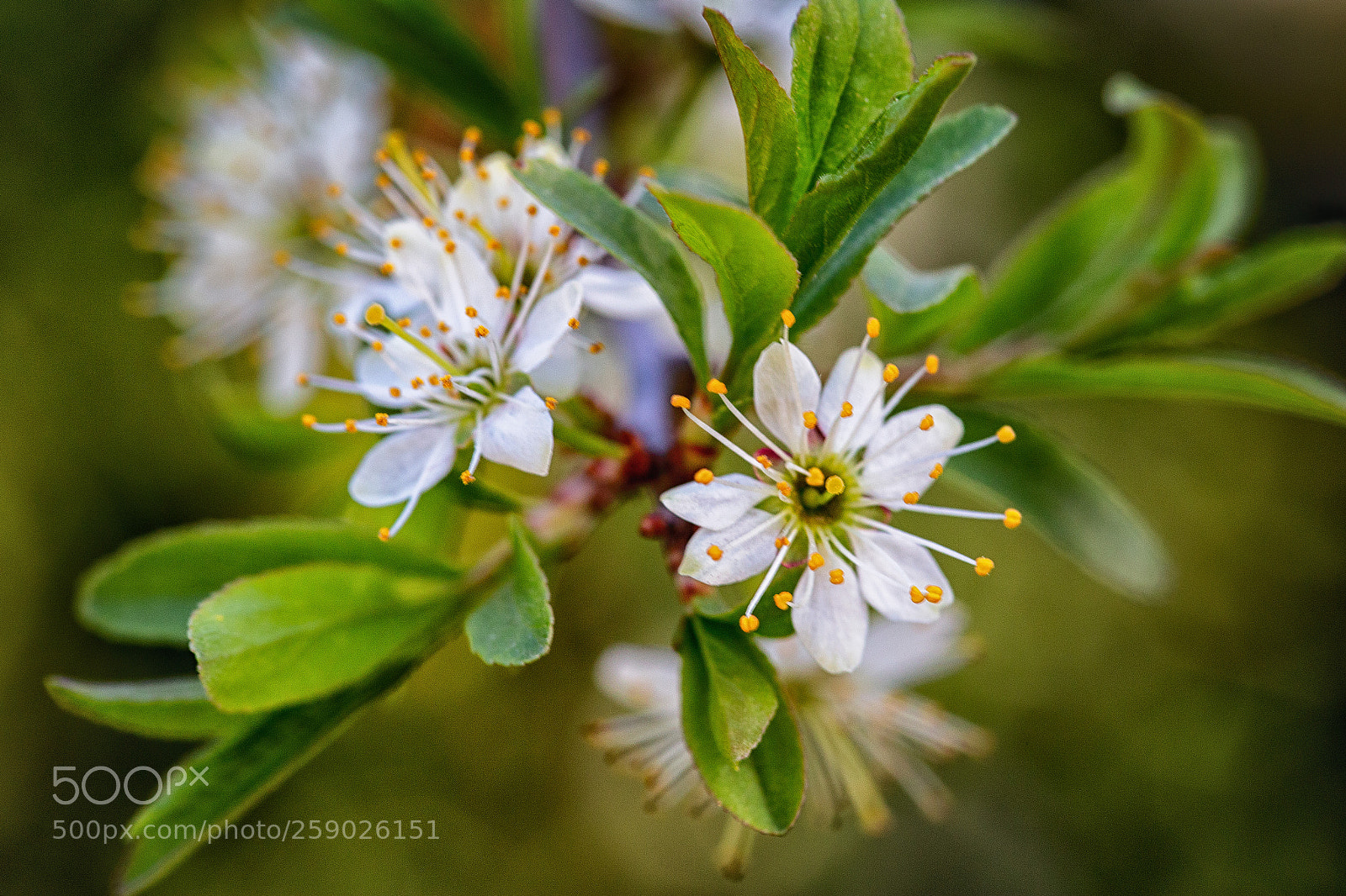 Canon EOS 6D sample photo. Blossom photography