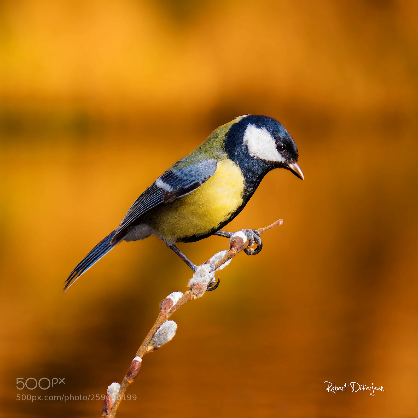 Nikon D810 sample photo. Great tit photography