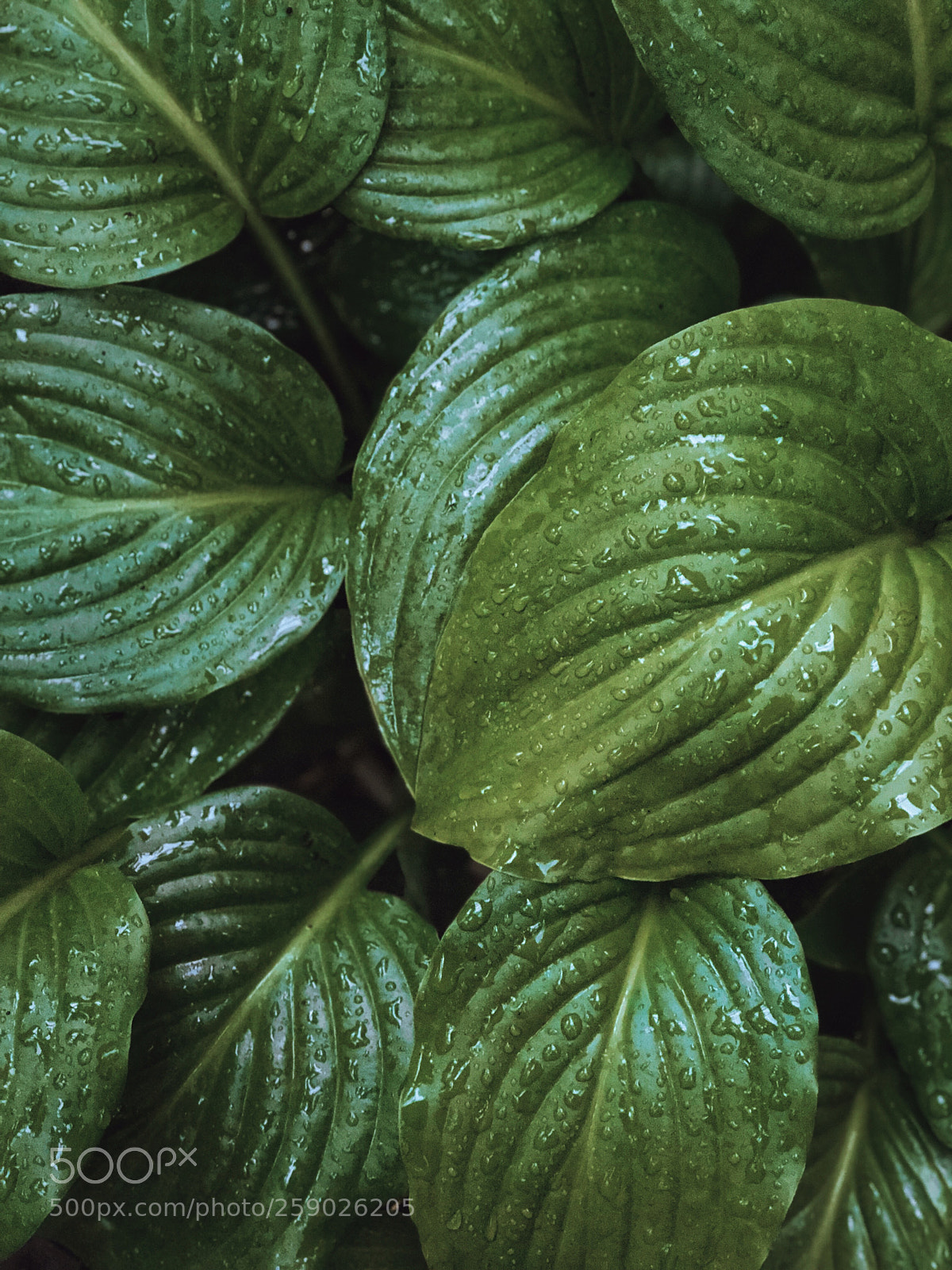 Apple iPhone 8 Plus sample photo. Rainy leaves photography