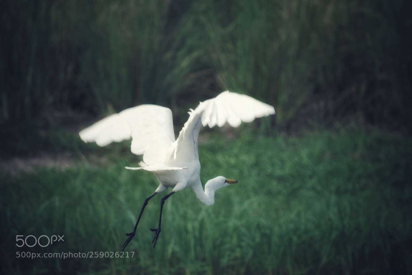 Sony SLT-A77 sample photo. Spread your wings photography