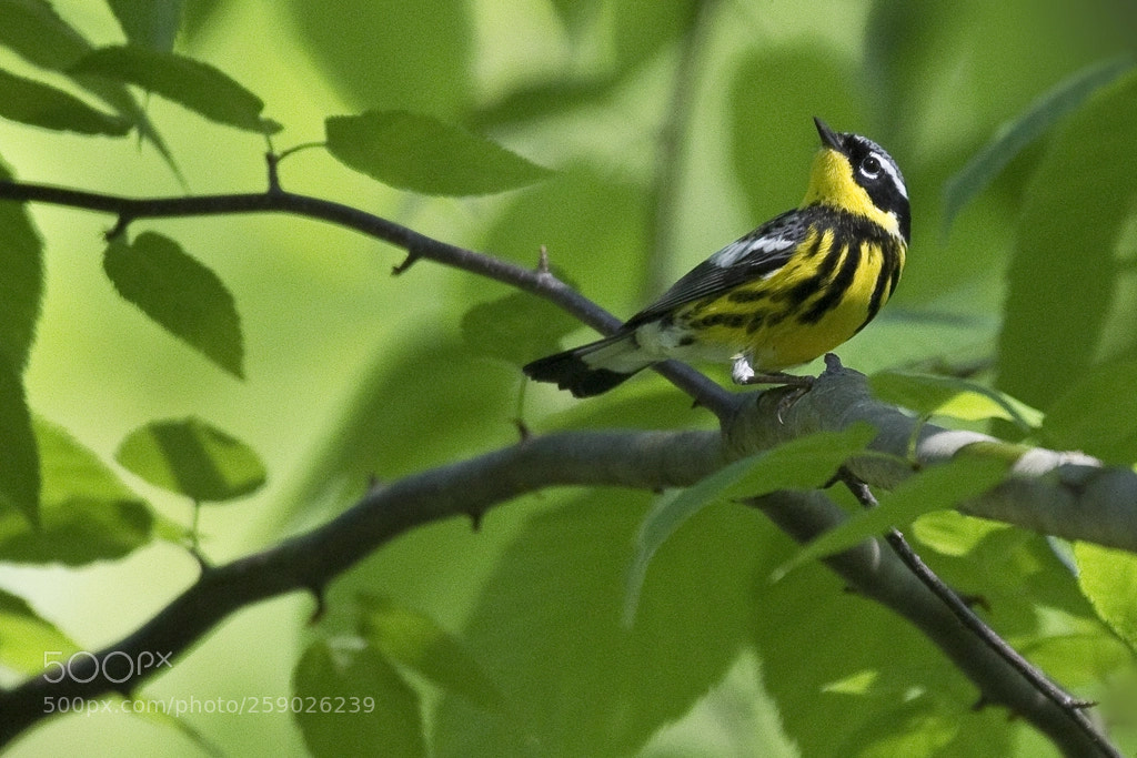 Canon EOS 7D Mark II sample photo. Magnolia warbler, greenwich, ct, 2018 photography