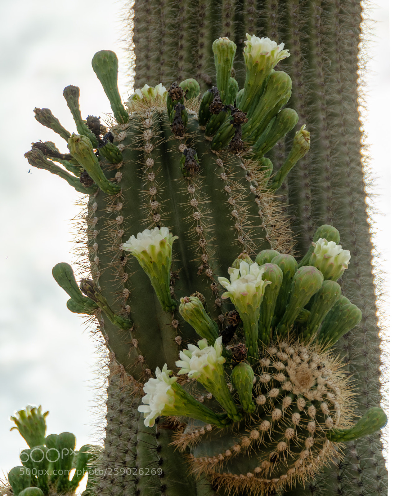 Nikon D5100 sample photo. Saguaro buds & blooms photography