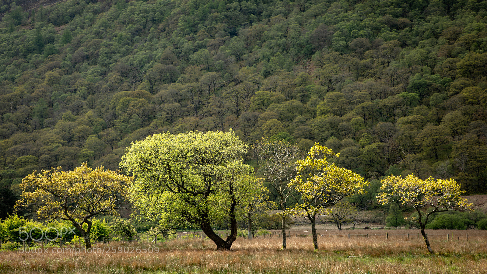 Canon EOS 5D Mark IV sample photo. Catching the light 2 photography