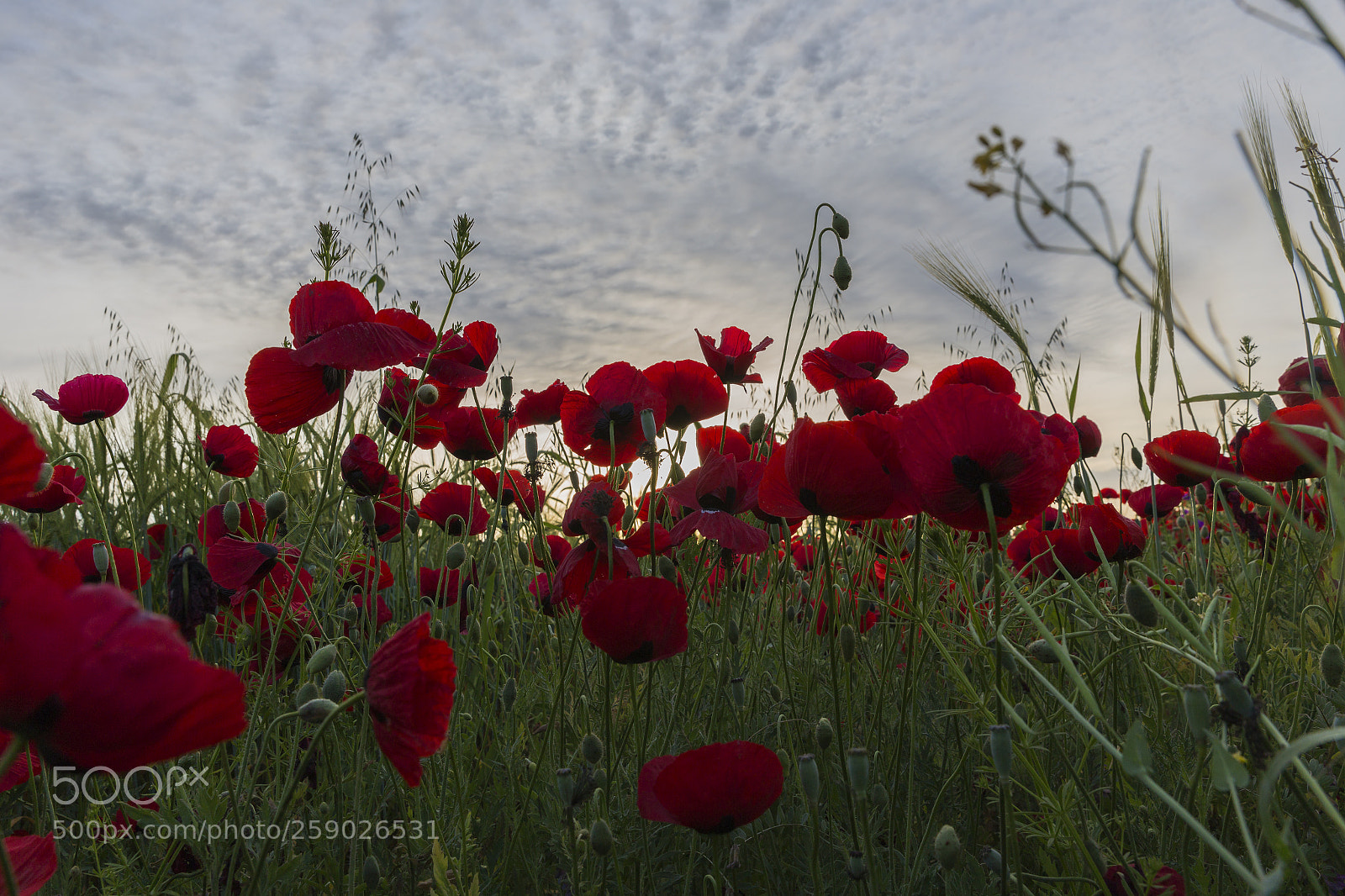 Canon EOS 6D sample photo. Poppy field at sunset photography
