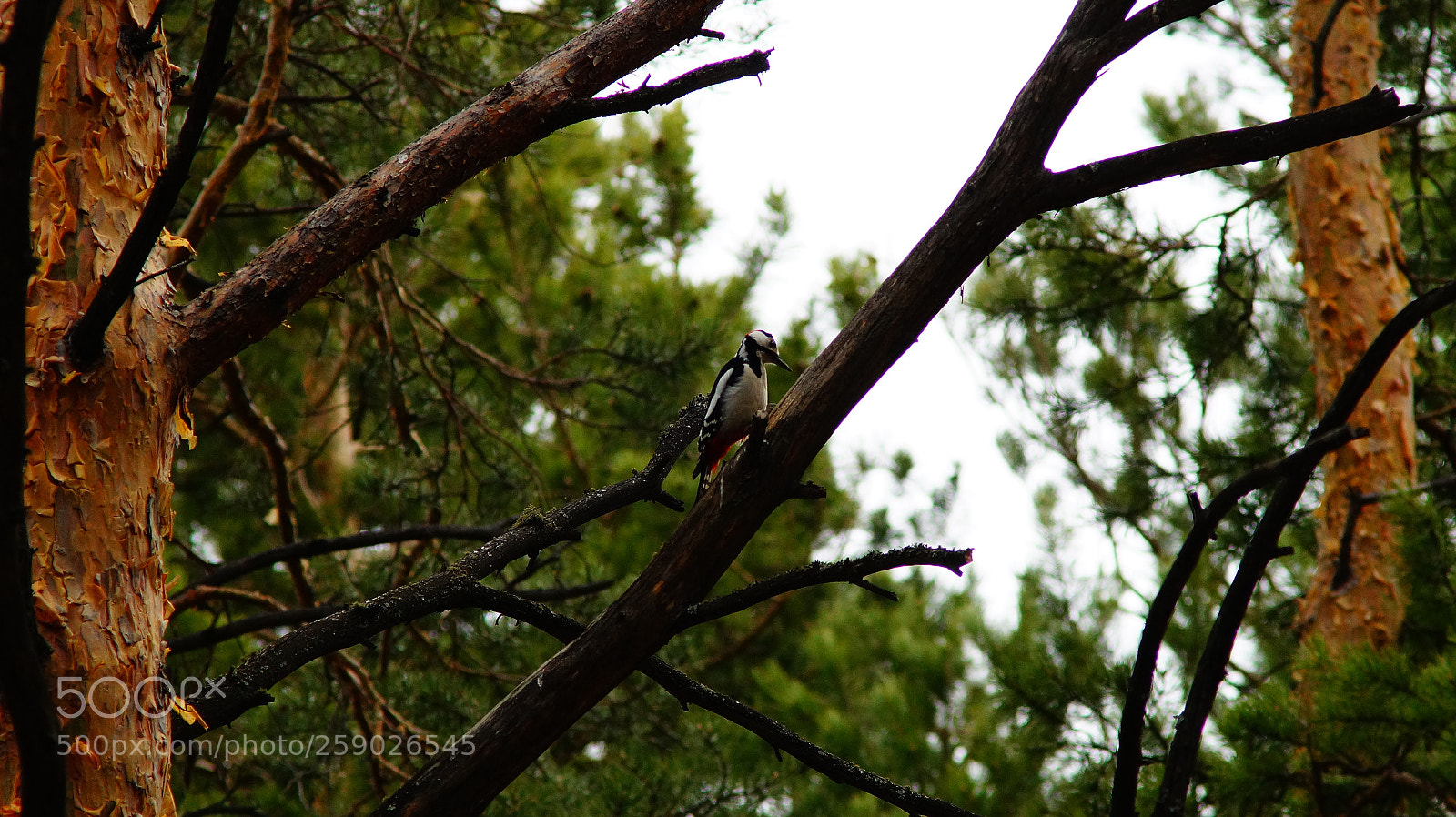 Sony SLT-A58 sample photo. Woodpeacker photography