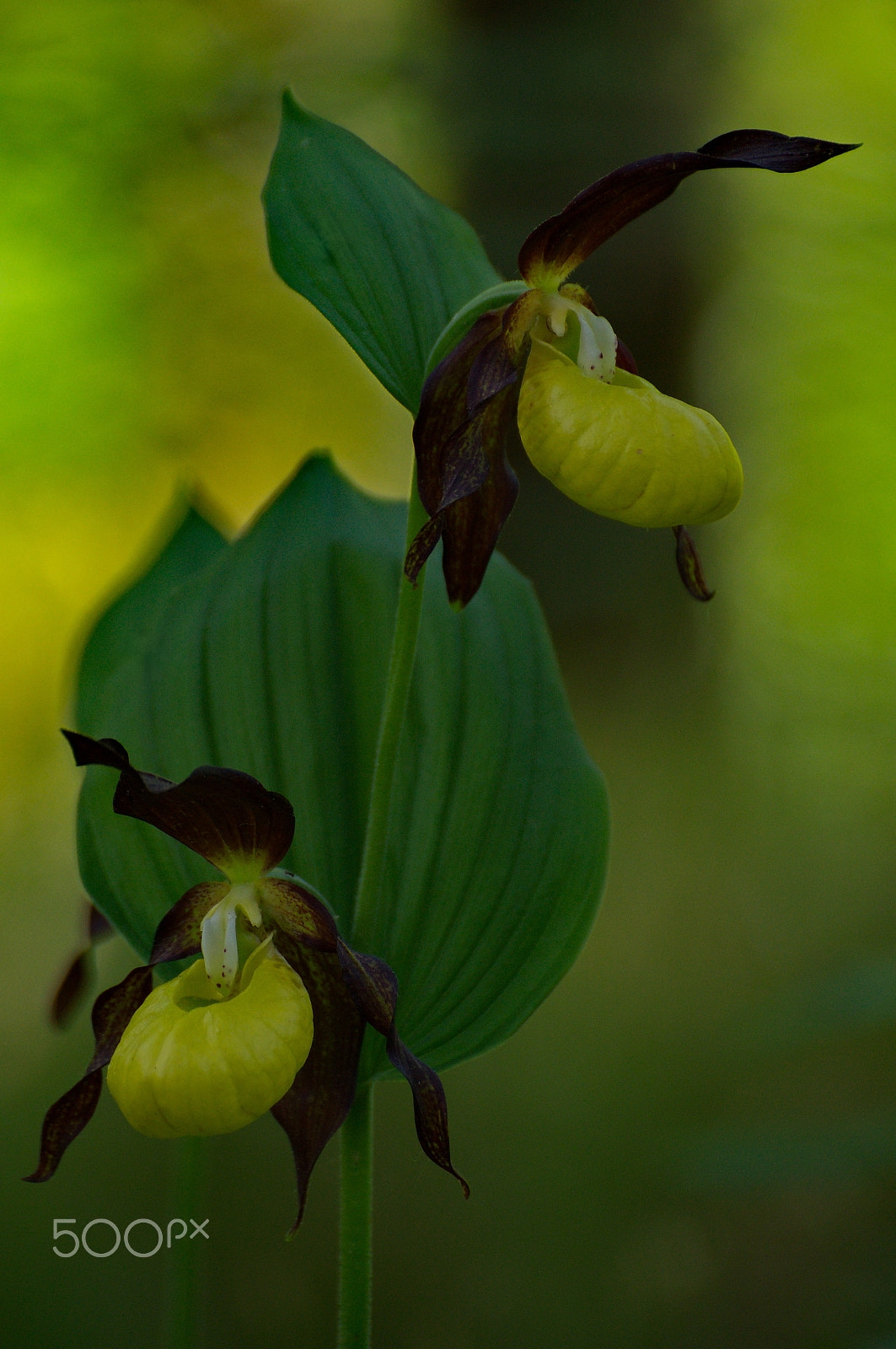 Sony SLT-A57 sample photo. Frauenschuh photography