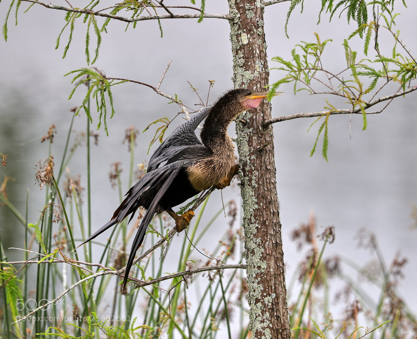 Canon EOS-1D X Mark II sample photo. 05-22-18-0019254.jpg photography