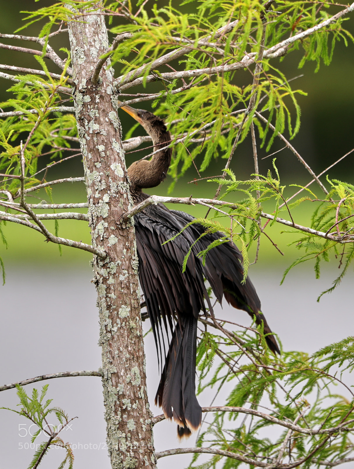 Canon EOS-1D X Mark II sample photo. 05-22-18-0019249.jpg photography