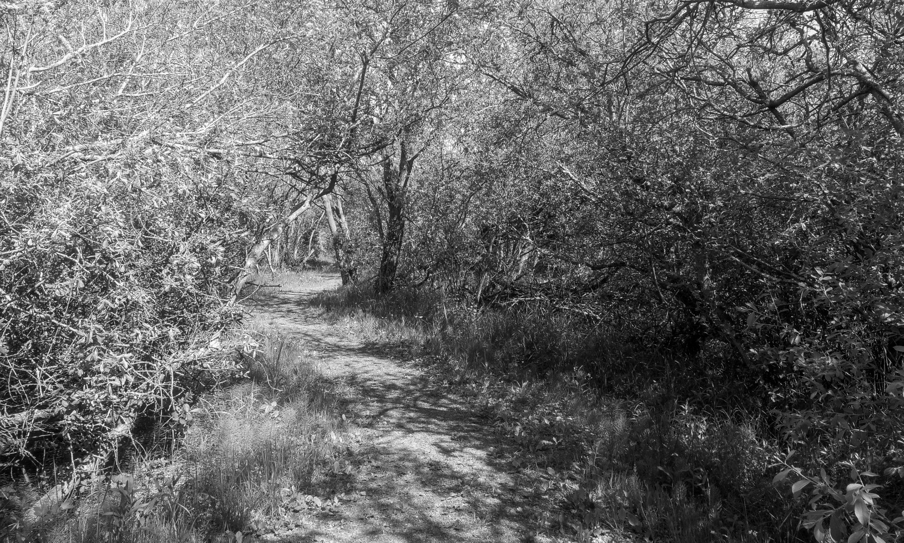 HUAWEI Honor 9 sample photo. Where i like to walk among the nightingales photography