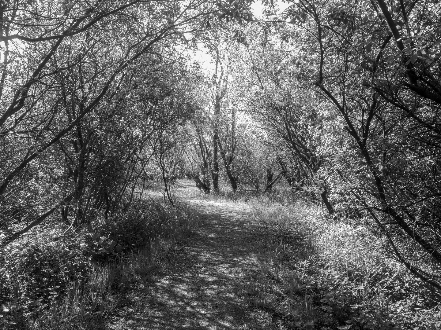 HUAWEI Honor 9 sample photo. Where i like to walk among the nightingales photography