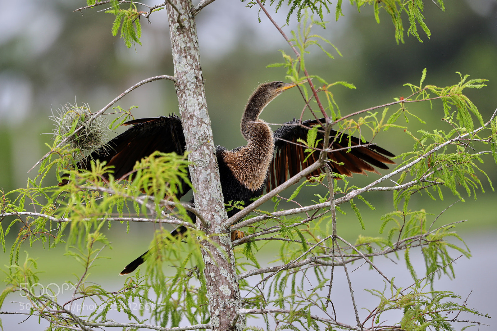 Canon EOS-1D X Mark II sample photo. 05-22-18-0019246.jpg photography