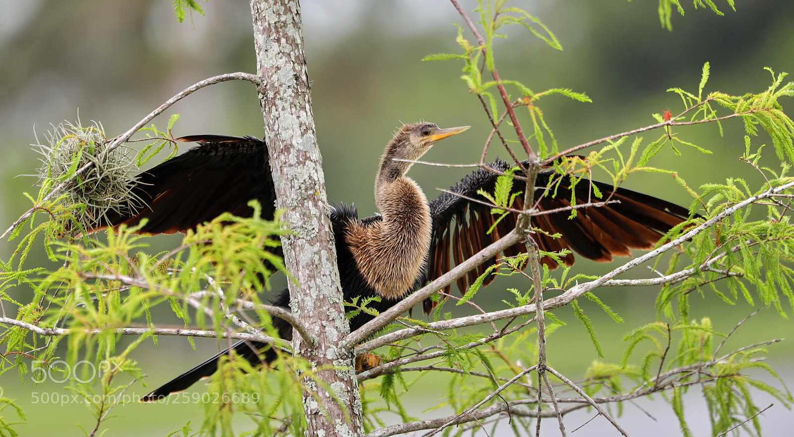Canon EOS-1D X Mark II sample photo. 05-22-18-0019247.jpg photography