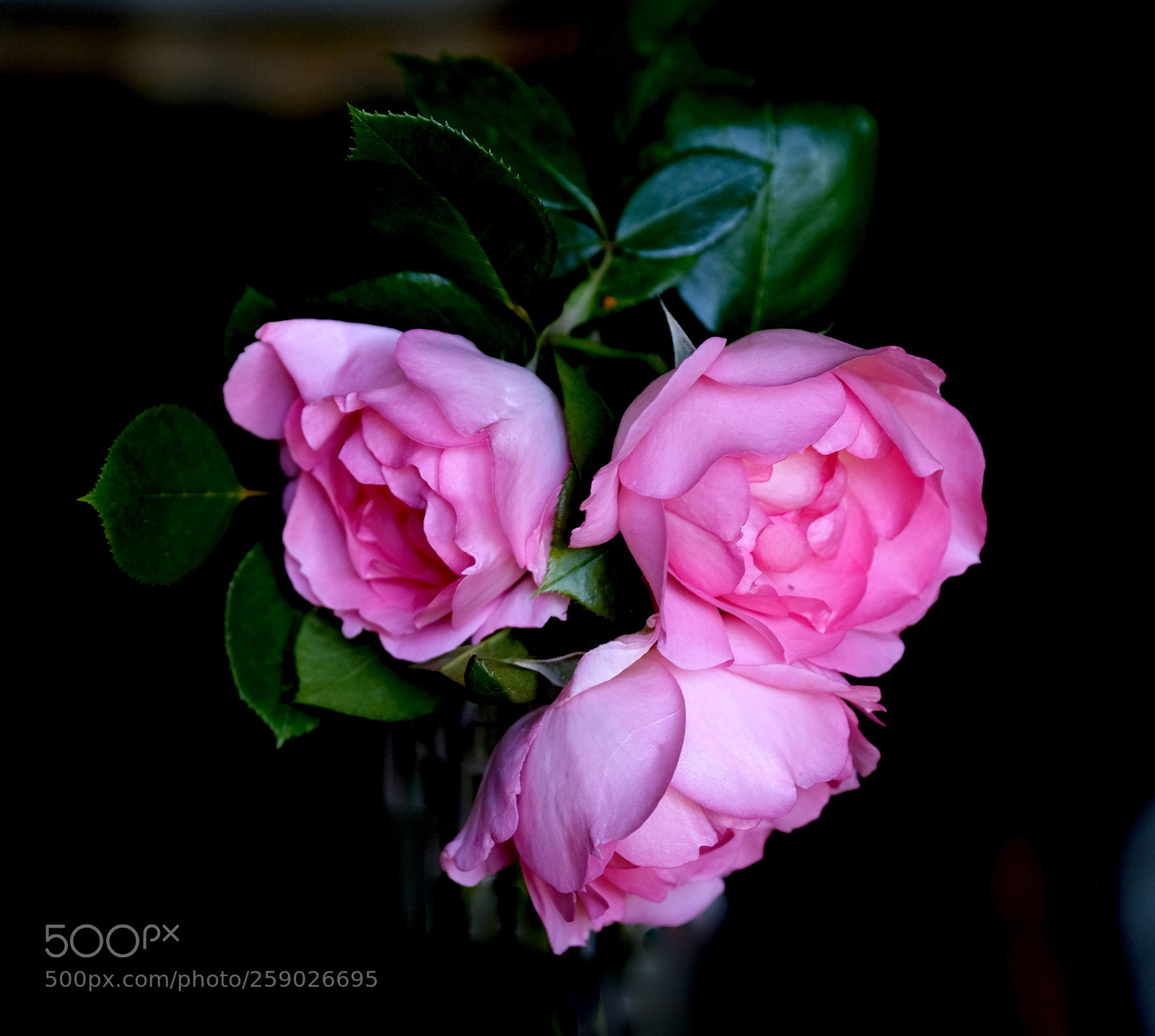 Fujifilm X-Pro2 sample photo. Three roses. photography