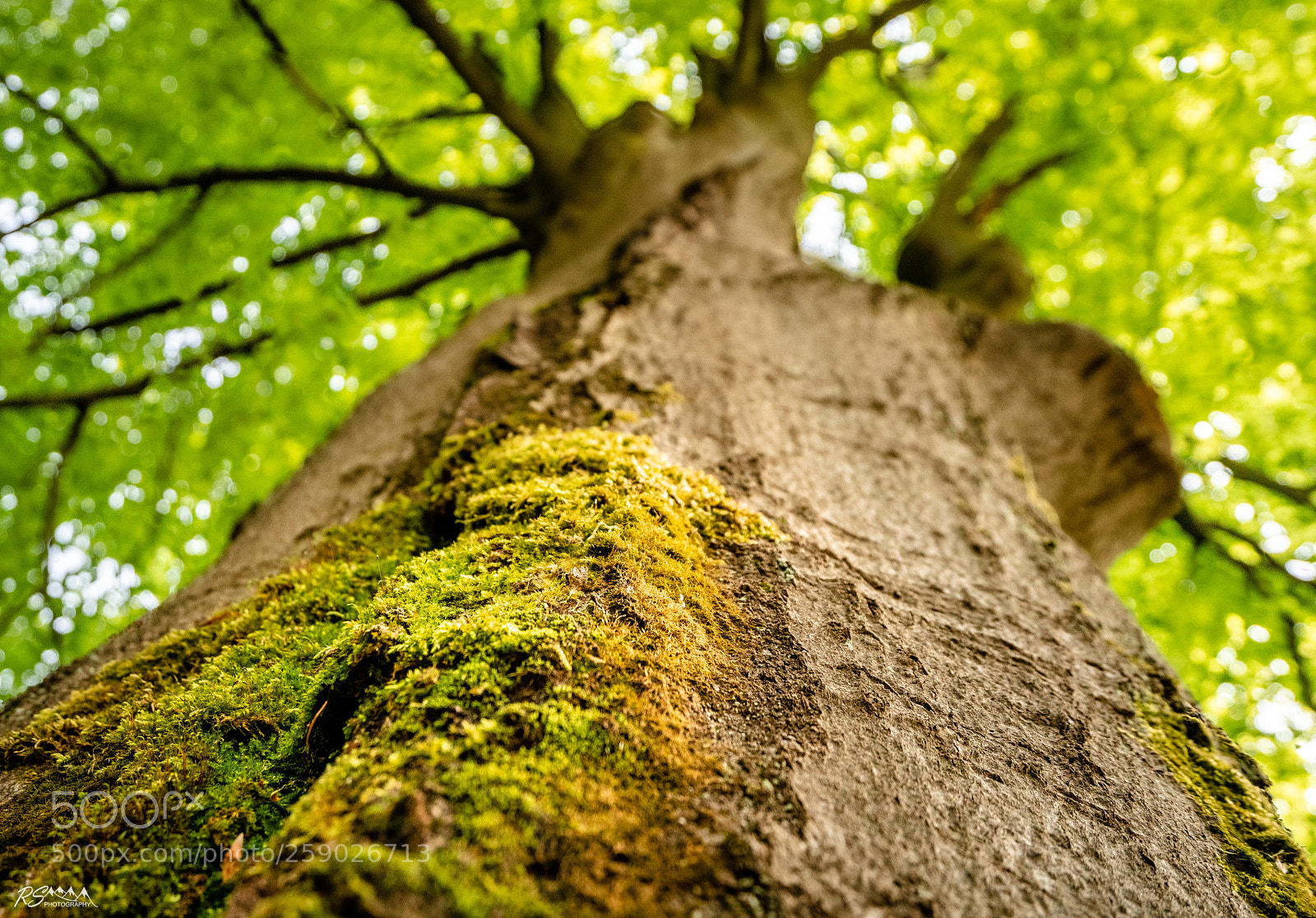 Sony a7R II sample photo. The tree photography