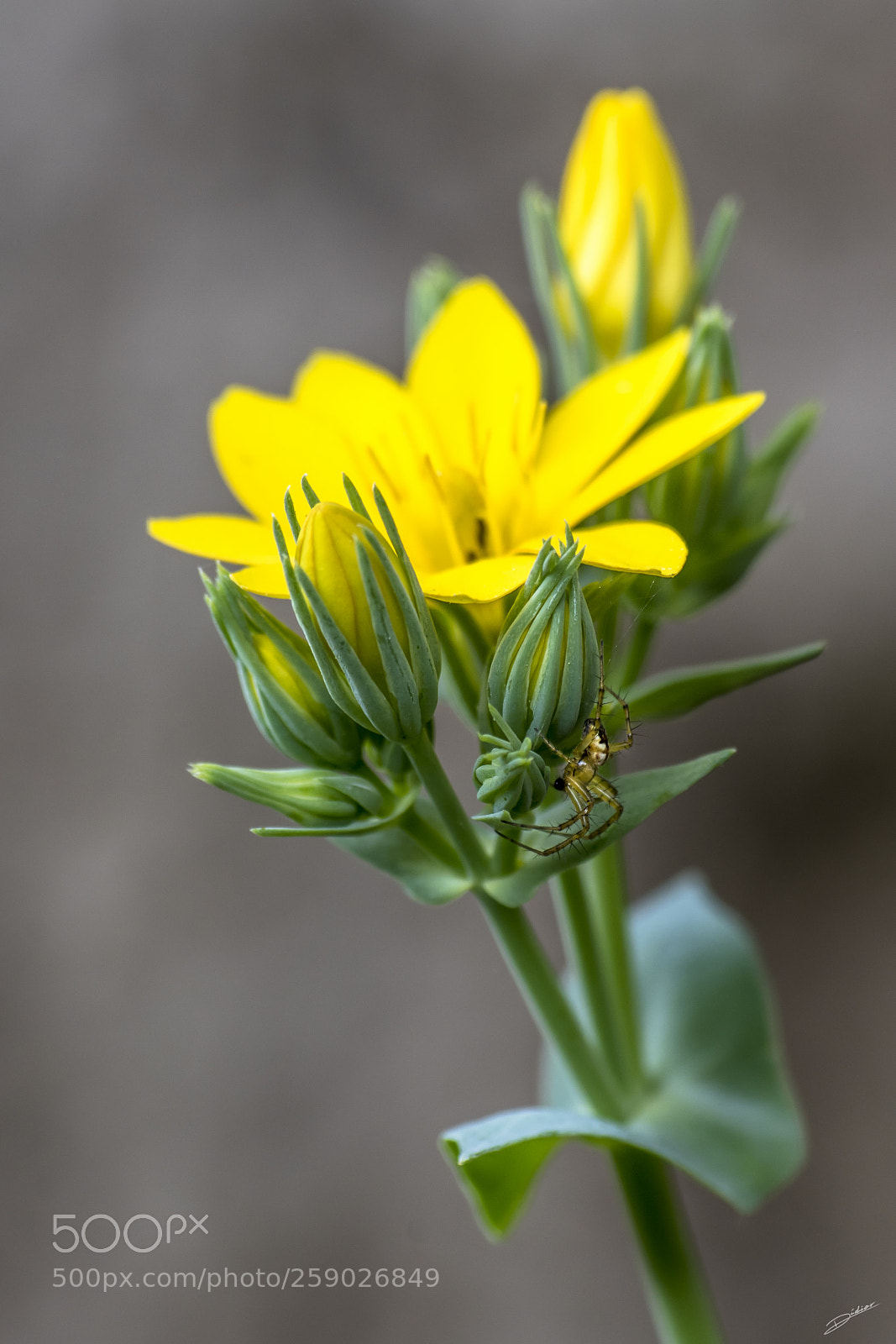 Nikon D5500 sample photo. *** flowers *** photography