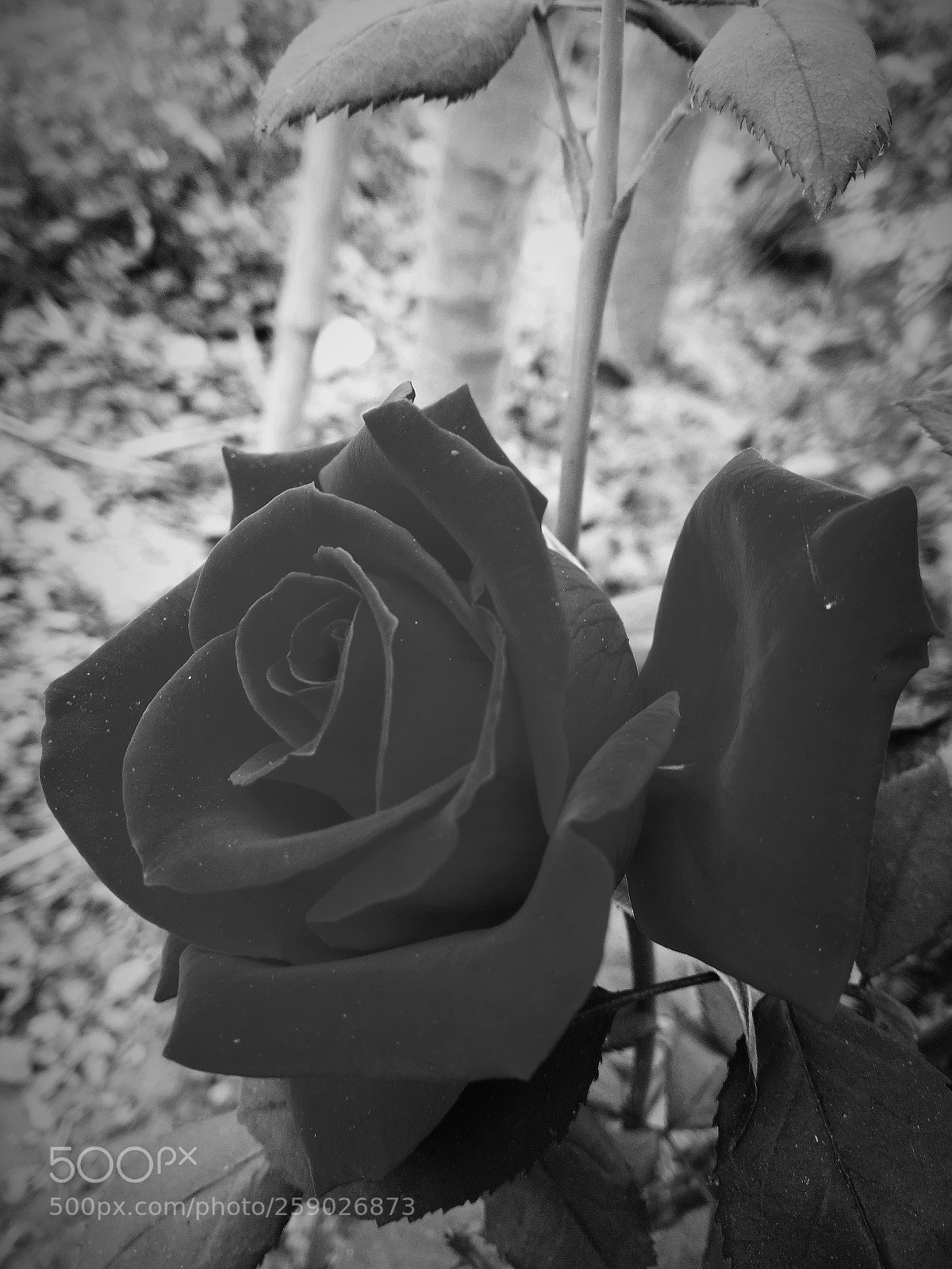 Xiaomi Redmi Note 4 sample photo. Untitled photography