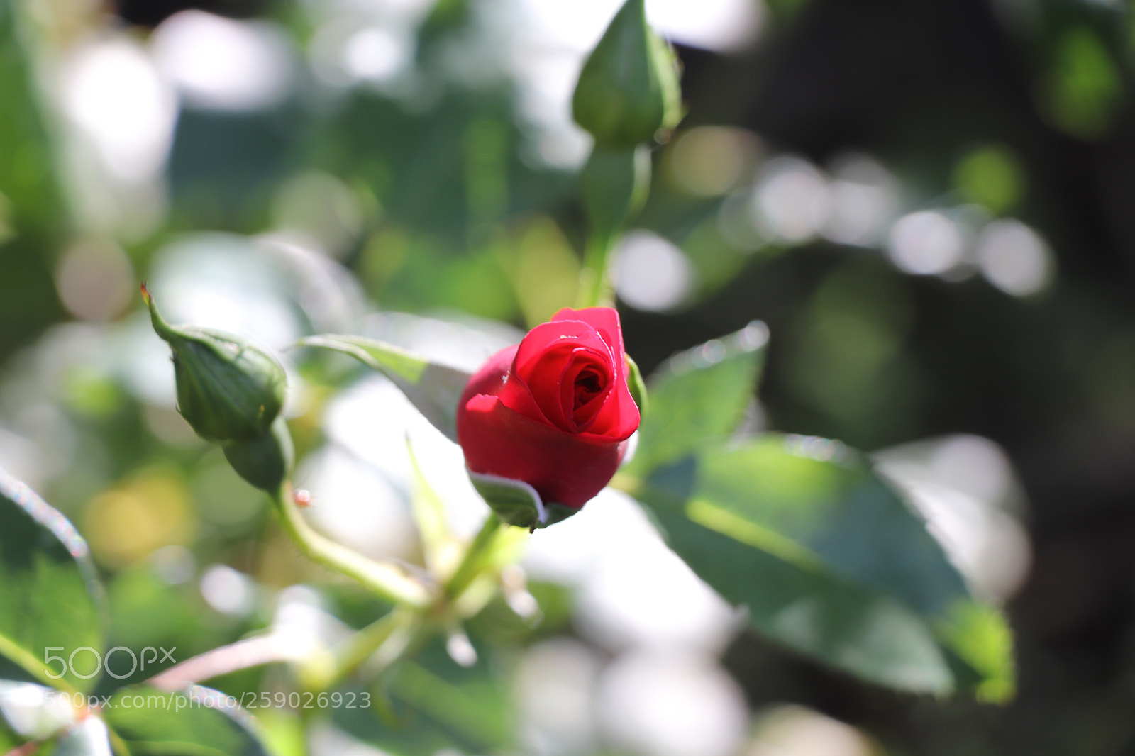 Canon EOS 77D (EOS 9000D / EOS 770D) sample photo. Untitled photography