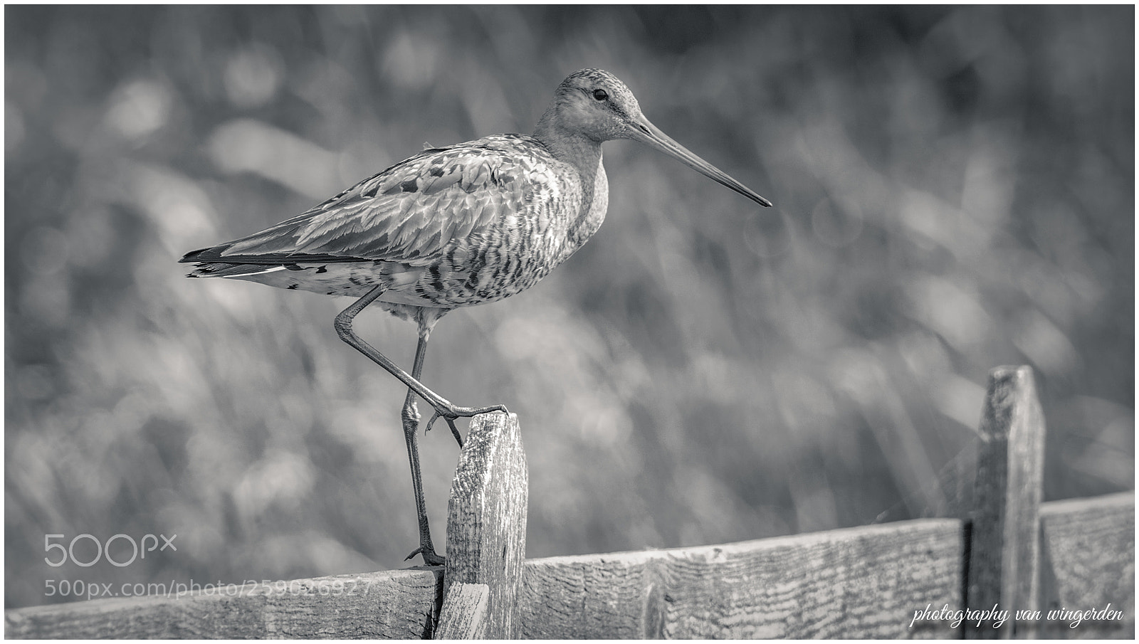 Olympus OM-D E-M1 Mark II sample photo. Grutto photography