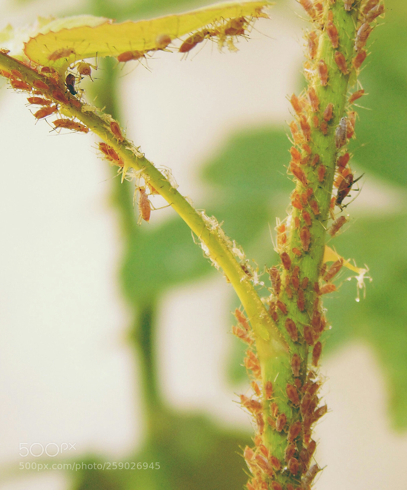 Sony Cyber-shot DSC-H400 sample photo. Aphids  (not mites) photography