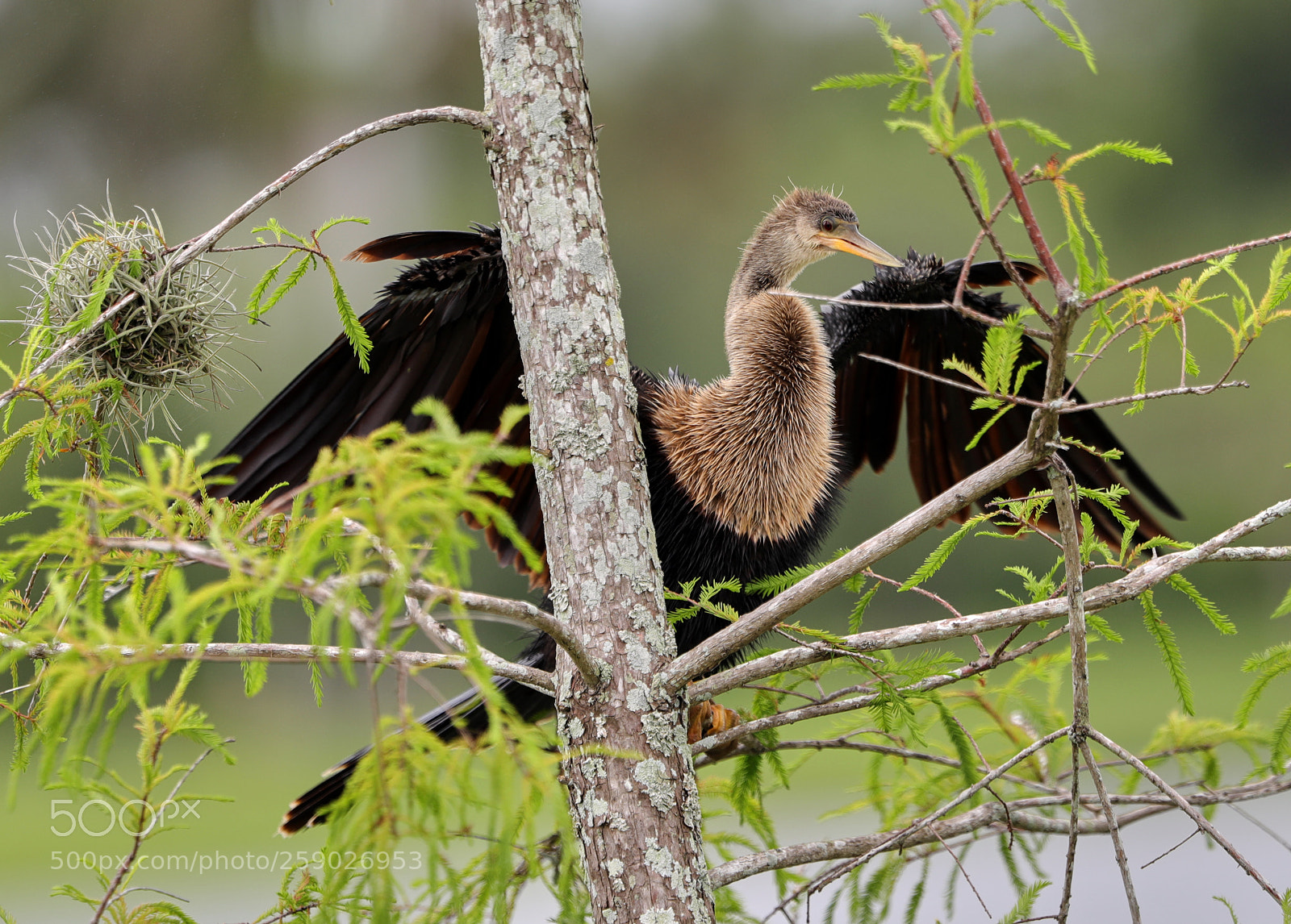 Canon EOS-1D X Mark II sample photo. 05-22-18-0019243.jpg photography