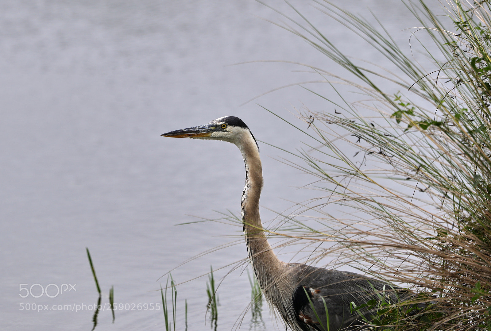 Canon EOS-1D X Mark II sample photo. 05-22-18-0019241.jpg photography