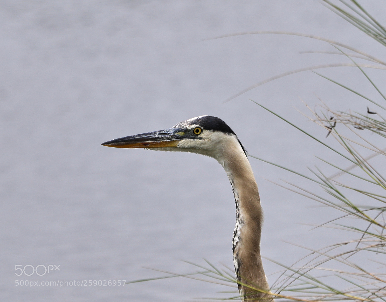 Canon EOS-1D X Mark II sample photo. 05-22-18-0019242.jpg photography