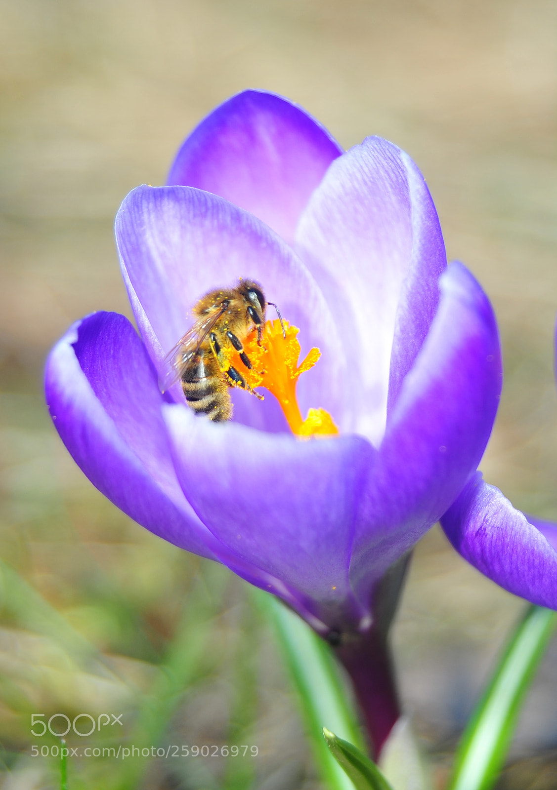 Nikon D700 sample photo. Flower & bee photography