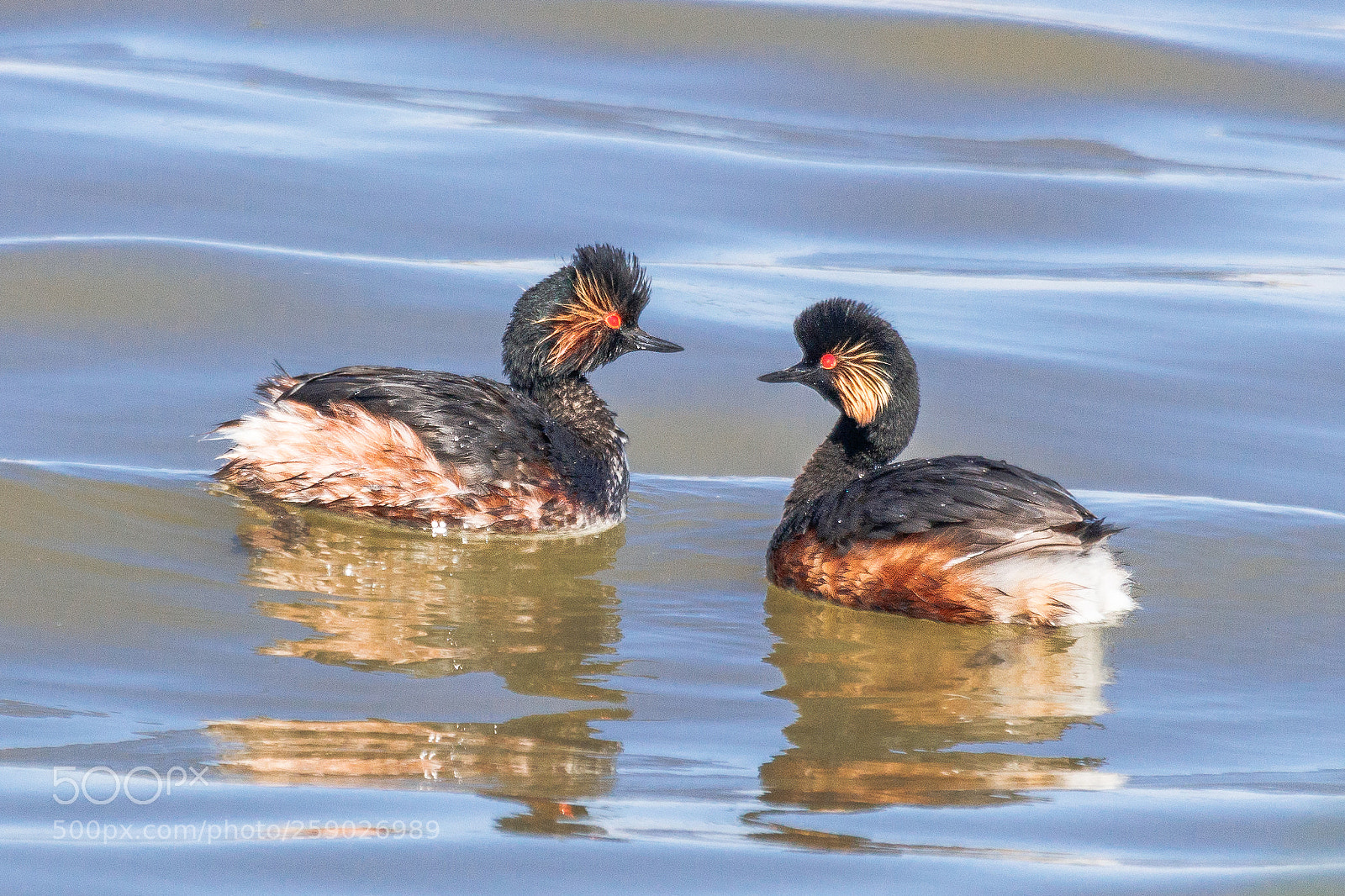 Canon EOS 80D sample photo. Black-necked grebe photography