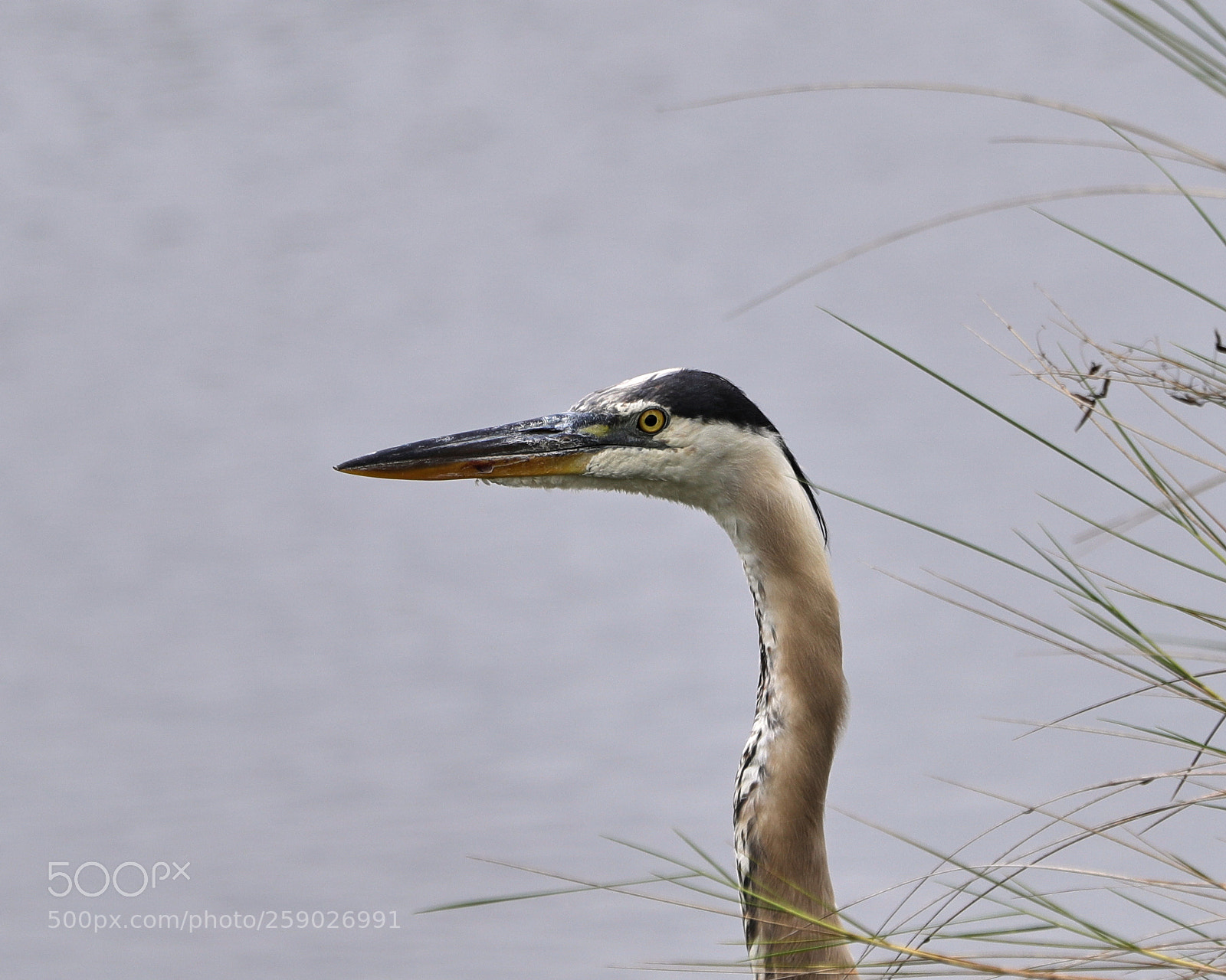 Canon EOS-1D X Mark II sample photo. 05-22-18-0019240.jpg photography
